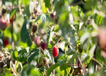 `Ari i kuq` i Prizrenit në tregjet evropiane