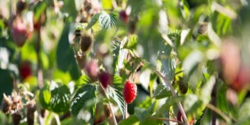 `Ari i kuq` i Prizrenit në tregjet evropiane