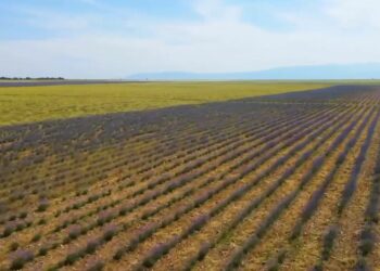 3 milionë euro parashihen të ndahen për kompensimin e dëmeve për fermerët