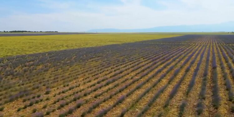 3 milionë euro parashihen të ndahen për kompensimin e dëmeve për fermerët