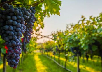 7 arsye pse të hani rrush: Gjumi më i mirë, shëndet i mirë i syve…