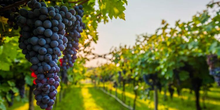 7 arsye pse të hani rrush: Gjumi më i mirë, shëndet i mirë i syve…