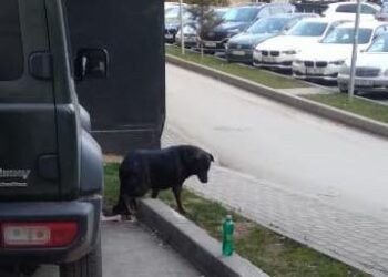 Komuna e Prishtinës Njofton për Heqjen e Qenve Endacak nga Hapësirat Publike