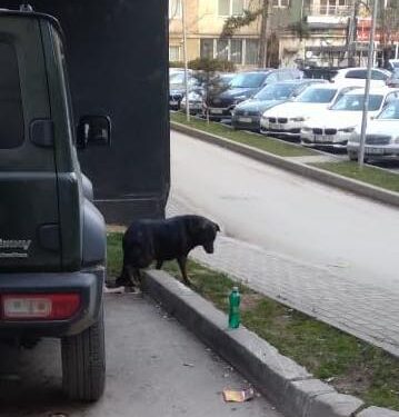 Komuna e Prishtinës Njofton për Heqjen e Qenve Endacak nga Hapësirat Publike