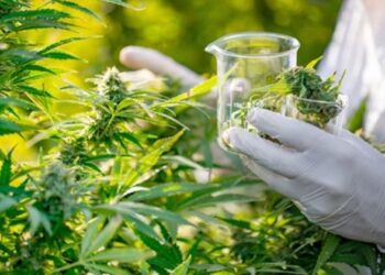 Shqipëria legalizon kanabisin industrial: Publikohet udhëzimi i ri për lejet e kultivimit dhe përpunimit