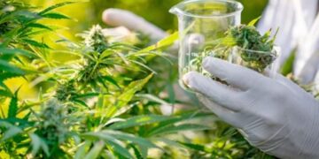 Shqipëria legalizon kanabisin industrial: Publikohet udhëzimi i ri për lejet e kultivimit dhe përpunimit