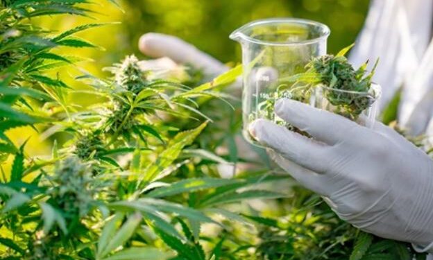 Shqipëria legalizon kanabisin industrial: Publikohet udhëzimi i ri për lejet e kultivimit dhe përpunimit