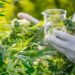Shqipëria legalizon kanabisin industrial: Publikohet udhëzimi i ri për lejet e kultivimit dhe përpunimit