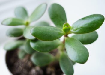 E keni këtë bimë në shtëpi? Sipas Feng Shui-t, Crassula Ovata tërheq pasuri dhe mirëqenie
