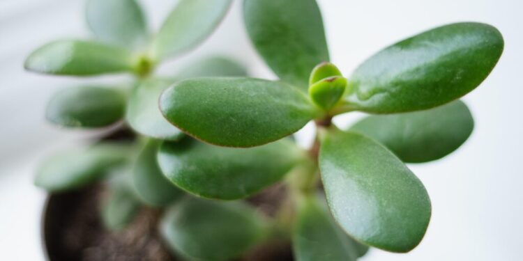 E keni këtë bimë në shtëpi? Sipas Feng Shui-t, Crassula Ovata tërheq pasuri dhe mirëqenie