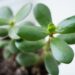 E keni këtë bimë në shtëpi? Sipas Feng Shui-t, Crassula Ovata tërheq pasuri dhe mirëqenie