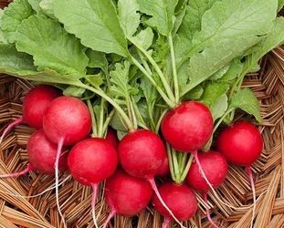 Rrepkat: Mrekullitë natyrale për shëndetin dhe dobësimin