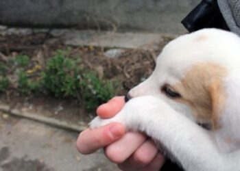 Fondacioni për të Drejtat e Kafshëve mban protestë