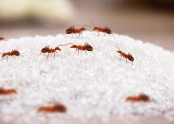 Këto janë mënyrat më efikase për t’i larguar insektet nga shtëpia gjatë verës