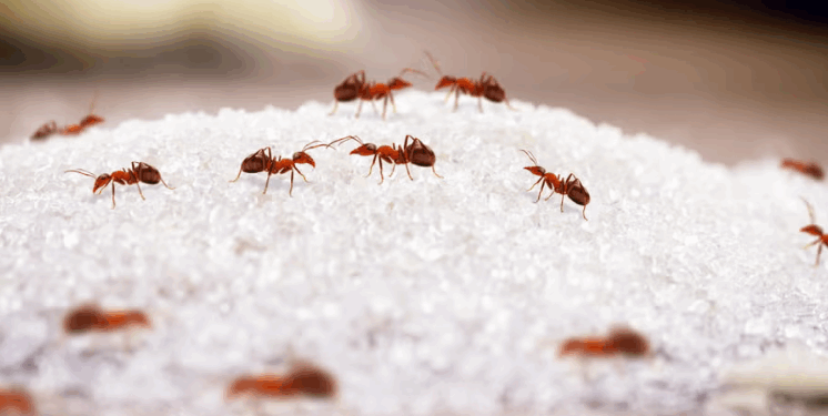 Këto janë mënyrat më efikase për t’i larguar insektet nga shtëpia gjatë verës