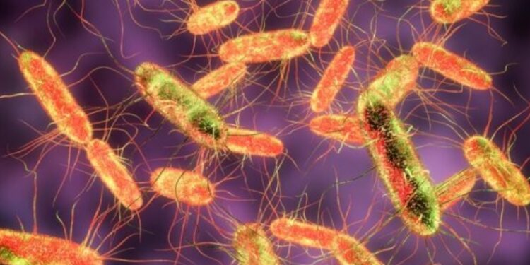 Çfarë është bakteria Salmonella dhe sa e rrezikshme është?