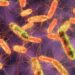 Çfarë është bakteria Salmonella dhe sa e rrezikshme është?