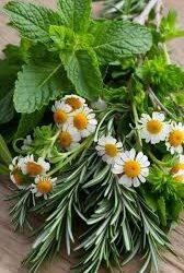 5 bimë medicinale që mund t’i kultivoni në shtëpi – ndihmojnë në lehtësimin e shumë sëmundjeve