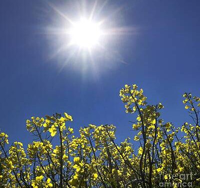 Mot i nxehtë dhe me diell këtë të shtunë në rajon