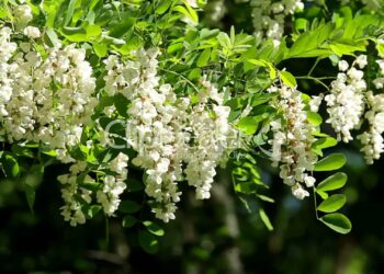 Akacia – bima që pastron mushkëritë, stimulon tëmthin dhe ndihmon tretjen