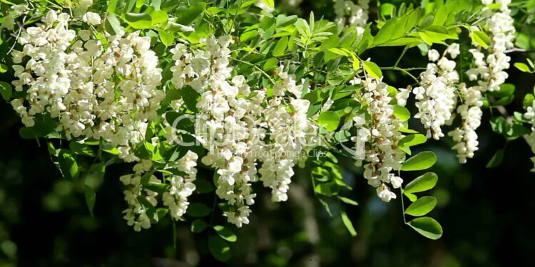 Akacia – bima që pastron mushkëritë, stimulon tëmthin dhe ndihmon tretjen