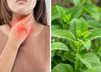 Çaji i Melisës dhe kujdesi natyral për tiroiden tepër aktive: Si ta balanconi funksionin e gjëndrës tiroide në mënyrë të shëndetshme