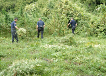 Kapet sasi e madhe kanabisi në Shkodër, afro 3 mijë bimë të asgjësuara – Procedohen dy punonjës pyjesh