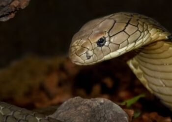 Çudia indiane: Fëmija një vjeç kafshon kobrën e cila më pas ngordh, ai mbijeton