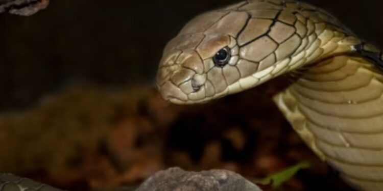 Çudia indiane: Fëmija një vjeç kafshon kobrën e cila më pas ngordh, ai mbijeton