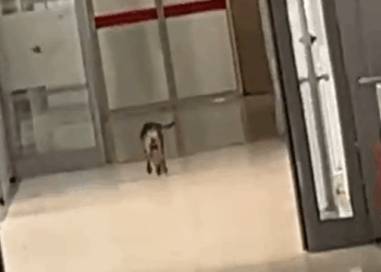 QKUK-ja me ‘mysafir’ të papritur – Qeni shetit nëpër korridore