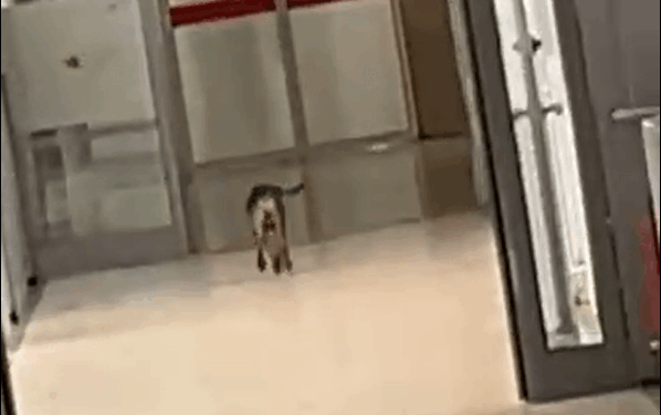 QKUK-ja me ‘mysafir’ të papritur – Qeni shetit nëpër korridore