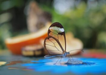 Blockworks prezanton Kornizën e Transparencës së Tokenëve: Standard të ri për zbulim të drejtë dhe rigoroz në tregun kripto