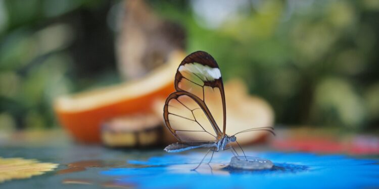 Blockworks prezanton Kornizën e Transparencës së Tokenëve: Standard të ri për zbulim të drejtë dhe rigoroz në tregun kripto