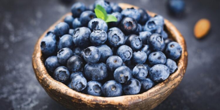 Një filxhan boronica në ditë mund të ngadalësojë plakjen e trurit me 2.5 vite