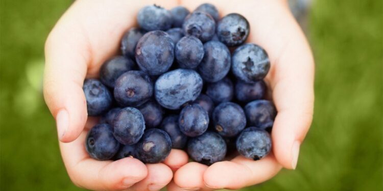 Ky është fruti që pastron enët e gjakut nga yndyra!