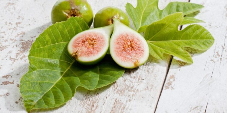 Gjethet e fikut – Mrekullia e gjelbër për shëndetin dhe kuzhinën tradicionale