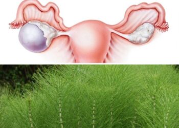 Kanceri i Vezoreve: Vaji i Nxehtë dhe Kurat Bimore si Aleatë në Luftën Kundër Sëmundjes