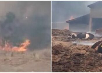 Zjarri përfshin Lubizhdën, banorët përpiqen të shpëtojnë bagëtinë nga stalla në flakë