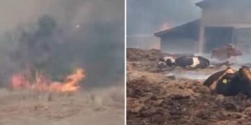 Zjarri përfshin Lubizhdën, banorët përpiqen të shpëtojnë bagëtinë nga stalla në flakë
