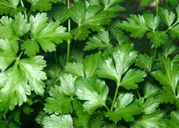 Majdanozi: Bima Shëruese për Mëlçinë, Aneminë dhe Më Shumë