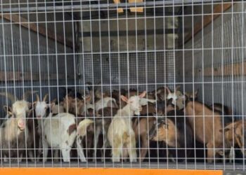 Parandalohet kontrabanda e 40 kecave, Policia jep detaje