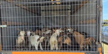 Parandalohet kontrabanda e 40 kecave, Policia jep detaje