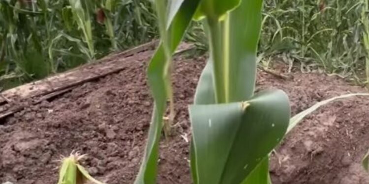 Pamje të rënda: Në këtë vend u gropos trupi i Enver Bajraktarit