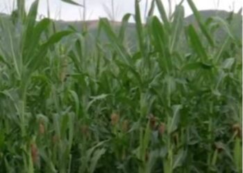 Rasti i rëndë në Lipjan: Enver Bajraktari kishte pasur problem për tokën 10 vjet më parë