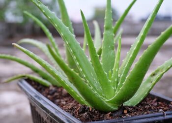 Aloe Vera – Bima medicinale me vlera kozmetike dhe shëndetësore