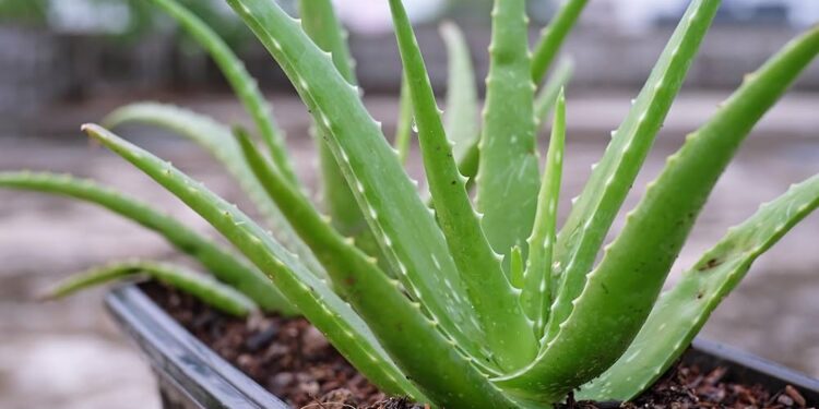 Aloe Vera – Bima medicinale me vlera kozmetike dhe shëndetësore