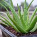 Aloe Vera – Bima medicinale me vlera kozmetike dhe shëndetësore