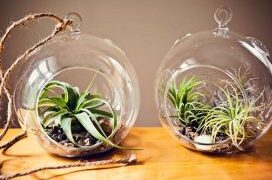 Bimët që përmirësojnë cilësinë e jetesës dhe shëndetin