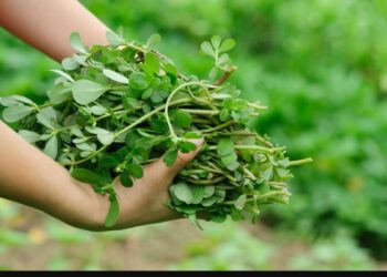 Bima që ul kolesterolin, lehtëson dhimbjet dhe shëron infeksionet