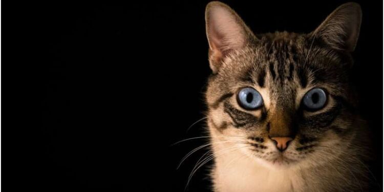 Macet mund të ndihmojnë në kërkimin e trajtimeve të reja për demencën